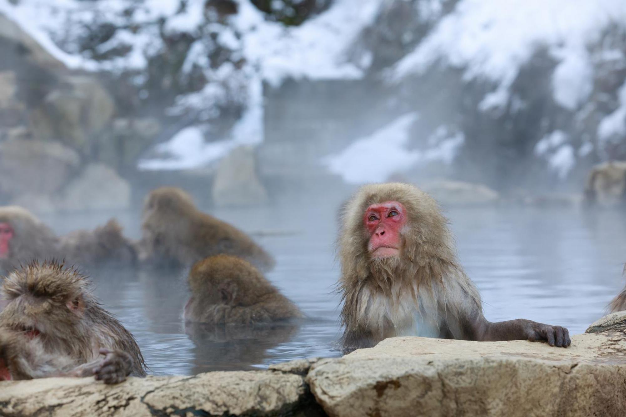 Ikariya Ryokan Yamanouchi  Zewnętrze zdjęcie